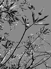 grey colors flowers and branches illustration print