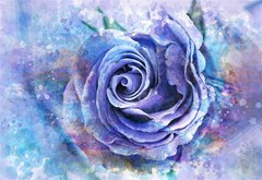 watercolor rose flower romantic