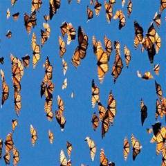 eastern monarch butterfly