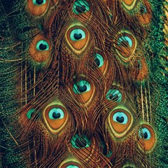 peacock feathers