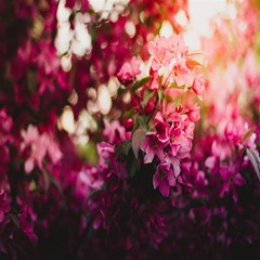 pink flower