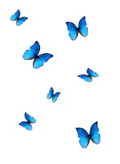 butterfly blue phengaris alcon f7f8b63bc364d8c66ee4eb9cd7df8f62