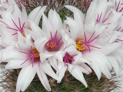 cactus bloom