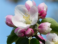 apple blossom