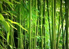 bamboo