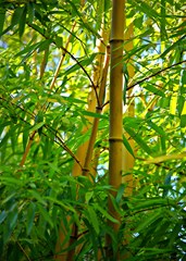 bamboo