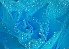 blue rose