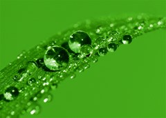 green drops