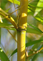 bamboo