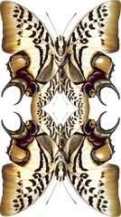 butterfly art ivory brown