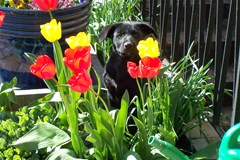 black gsd pup