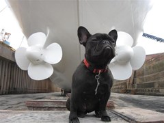 french bulldog