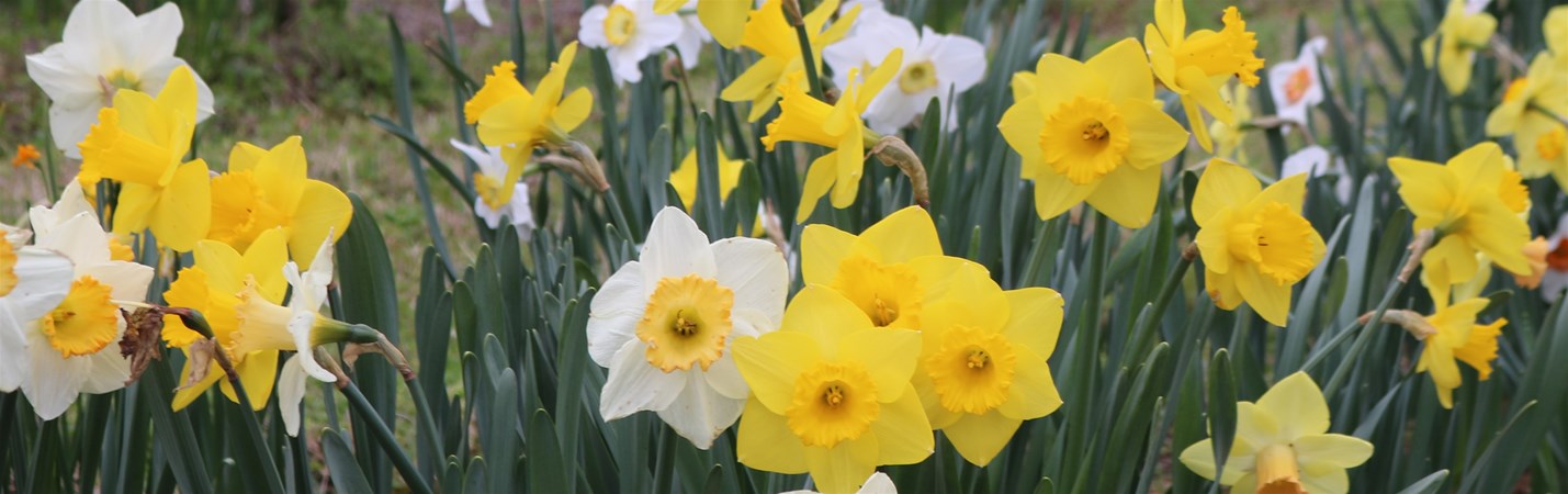 The Daffodil Store Banner