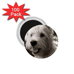 Westie Puppy 100 Pack Small Magnet (round)