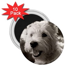 Westie Puppy 10 Pack Regular Magnet (round)