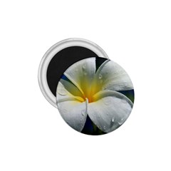 Frangipani Tropical Flower Small Magnet (round)