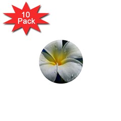 Frangipani Tropical Flower 10 Pack Mini Magnet (round)