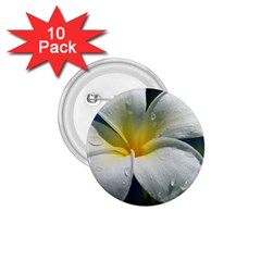 Frangipani Tropical Flower 10 Pack Small Button (round)