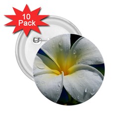 Frangipani Tropical Flower 10 Pack Regular Button (round)