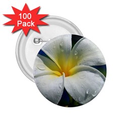 Frangipani Tropical Flower 100 Pack Regular Button (round)