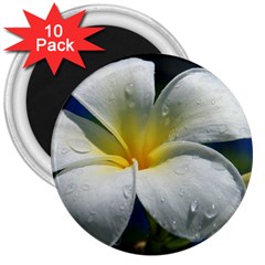 Frangipani Tropical Flower 10 Pack Large Magnet (round) by Koalasandkangasplus