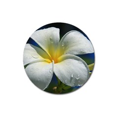 Frangipani Tropical Flower Large Sticker Magnet (round)