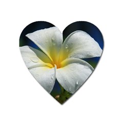 Frangipani Tropical Flower Large Sticker Magnet (heart)