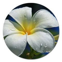 Frangipani Tropical Flower Extra Large Sticker Magnet (round) by Koalasandkangasplus