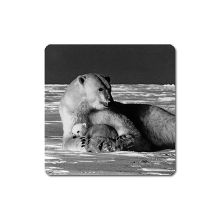 Vintage USA Alaska mother polar bear 1970 Large Sticker Magnet (Square)