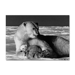 Vintage Usa Alaska Mother Polar Bear 1970 100 Pack A4 Sticker by Vintagephotos