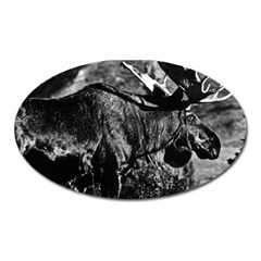 Vintage Usa Alaska Bull Moose 1970 Large Sticker Magnet (oval) by Vintagephotos