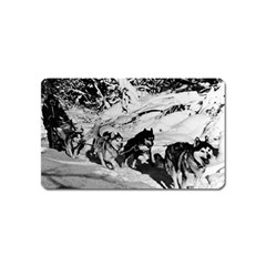 Vintage Usa Alaska Dog Sled Racing 1970 Name Card Sticker Magnet by Vintagephotos