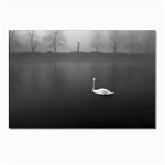 swan 10 Pack Small Postcard Front