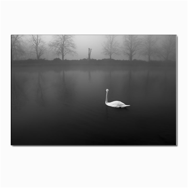 swan 10 Pack Small Postcard