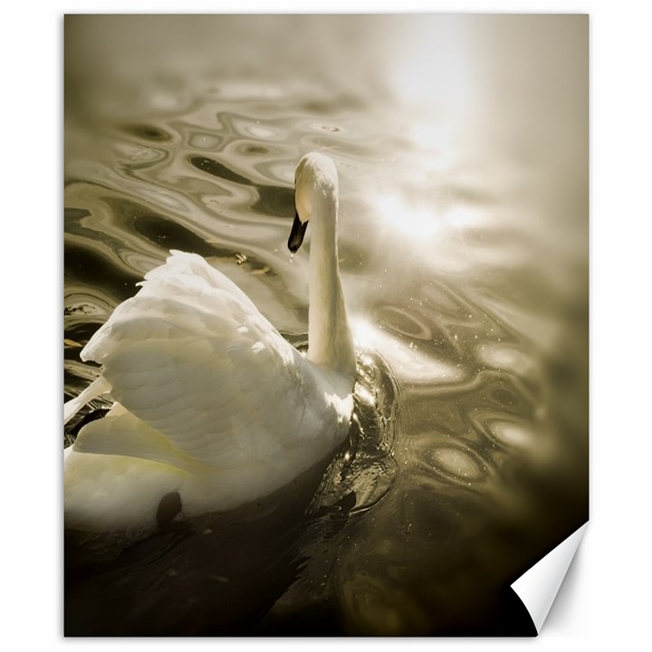 swan 8  x 10  Unframed Canvas Print