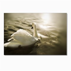 Swan 10 Pack Large Postcard by artposters