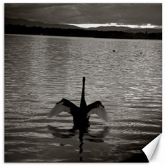 Swan, Canberra 16  X 16  Unframed Canvas Print