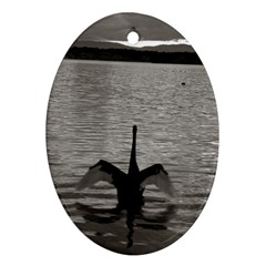 Swan, Canberra Oval Ornament (two Sides) by artposters