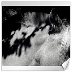 Horse 20  X 20  Unframed Canvas Print by artposters