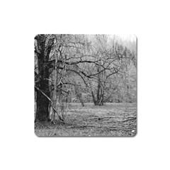 Black And White Forest Large Sticker Magnet (square)