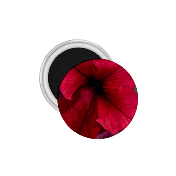 Red Peonies Small Magnet (Round)