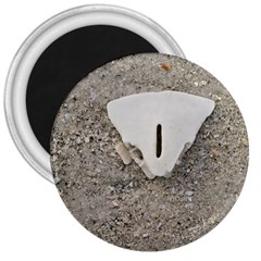 Quarter Of A Sand Dollar Large Magnet (round) by Elanga