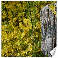 Yellow Bells 12  X 12  Unframed Canvas Print by Elanga