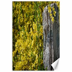 Yellow Bells 12  X 18  Unframed Canvas Print by Elanga