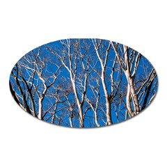 Trees On Blue Sky Large Sticker Magnet (oval) by Elanga