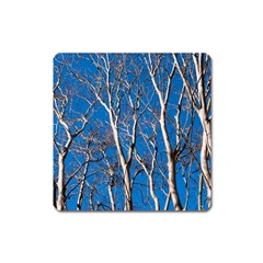 Trees On Blue Sky Large Sticker Magnet (square) by Elanga