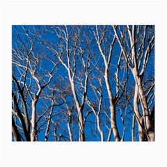 Trees On Blue Sky Glasses Cleaning Cloth by Elanga