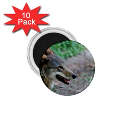 Red Wolf 1 75  Button Magnet (10 Pack) by AnimalLover