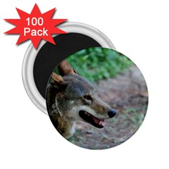 Red Wolf 2 25  Button Magnet (100 Pack) by AnimalLover