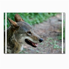 Red Wolf Postcards 5  X 7  (10 Pack) by AnimalLover